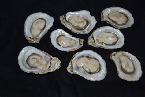 fake oyster